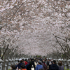 2023年3月の桜花見1　鶴岡八幡宮段葛