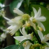 ユズの実、サンショウの実　&　雑木林に咲くエゴノキの花