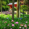 三室戸寺の紫陽花