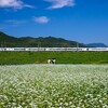 日光へ視覚と味覚で蕎麦を堪能しに行きました
