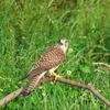 2022.6.10　河川敷今日の野鳥......14選