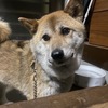飼い犬がマムシに噛まれた話