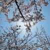 歌詞「咲き誇るな」桜がテーマの曲（ChatGPT）