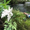 2020.7.17 栃木県釣り遠征3日目〜奥日光湯川のブルックトラウト