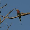 ライラックニシブッポウソウ(Lilac-breasted Roller)