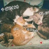 【432日目】どうも。猫日記です。