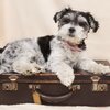 愛犬旅行の持ち物リスト★必須アイテムと持っていくと便利30選