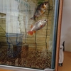 金魚が同居に至るまでの紆余曲折