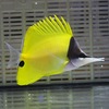 フエヤッコ 8-10cm± 3匹セット ! 海水魚 チョウチョウウオ 餌付け 【PHセール対象】【チョウチョウウオ】