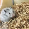 しろあん635日目