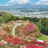 第53回(2024年)笠間つつじまつり！現在の開花状況や見ごろ、無料駐車場情報！