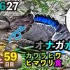 志村どうぶつ園のカルガモ親子、こんなに成長してた！！59日目の成長っぷり、カワラヒワ食ヒマワリ種、カワセミ♂、オナガ水浴び【今日撮り野鳥動画まとめ】身近な生き物語