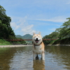 久しぶりの川遊び