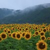  一面のひまわり畑・兵庫県佐用町南光のひまわり畑