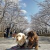 柏の葉公園