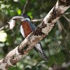 クビワヤマセミ(Ringed Kingfisher)の食事風景