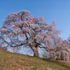 郡山市中田町の桜めぐり––五斗蒔田桜，十一面観音桜，稲荷神社の子授け桜，伊勢桜，紅枝垂地蔵桜など【福島の桜2025】