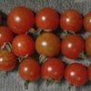 水耕栽培ミニトマト　今晩は１６個収穫できました。