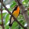 日本　文殊山の今日の野鳥たち　キビタキなど