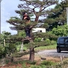 自宅のあれこれ・( *´艸｀)