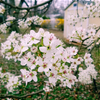 中学校の桜が好きだったな