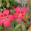 夏の花とツアー決定