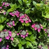 相模原公園と周辺の緑道で花を見る 〈前編〉紫陽花とその他あれこれ