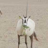 オリックスのいる動物園 日本動物園水族館協会 日動水 Jaza の飼育動物検索から アリエスコム Ariescom オリックスのいる動物園 日本動物園水族館協会 日動水 Jaza の飼育動物検索から アリエスコム Ariescom