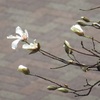 ベランダからお花見