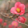 散歩道の花　ボケの花ほか