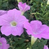 「桃色吐息」の桃色の花たち
