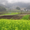 菜種雨