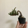 黒松の植え替え