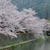 古都桜満開その２