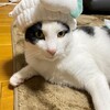 家族と食べるゴハン