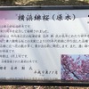 本牧山頂公園で花見