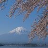 sakeの歩窓から（河口湖で富士山と桜）