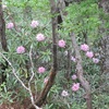 笠取山の石楠花等