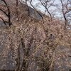 東京お花見穴場ガイド・上野編(上野公園ではありません)