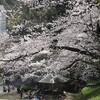 2016 桜満開
