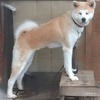No.250303P-AKITAF（秋田犬 1歳 24㎏ ♀)