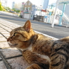 4月後半の #ねこ #cat #猫 その2