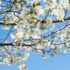 日本の桜の種類やお花見の場所取り代行サービス