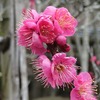 2022.02.19　千葉　成田山新勝寺　梅　part2