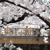 板橋区の桜を満喫しました、その３。