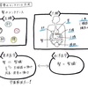 東洋医学における「腎」と「背骨」の重要な相関関係とは？腎のマネジメント＝背骨のマネジメント