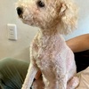 犬　糖尿病　採血日