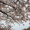 福岡 最後の方 sakura☆桜☆サクラ