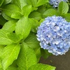 朝散歩
