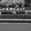 【名古屋競馬】面白い名前の競走馬14頭を紹介！（令和6年11月13日更新）